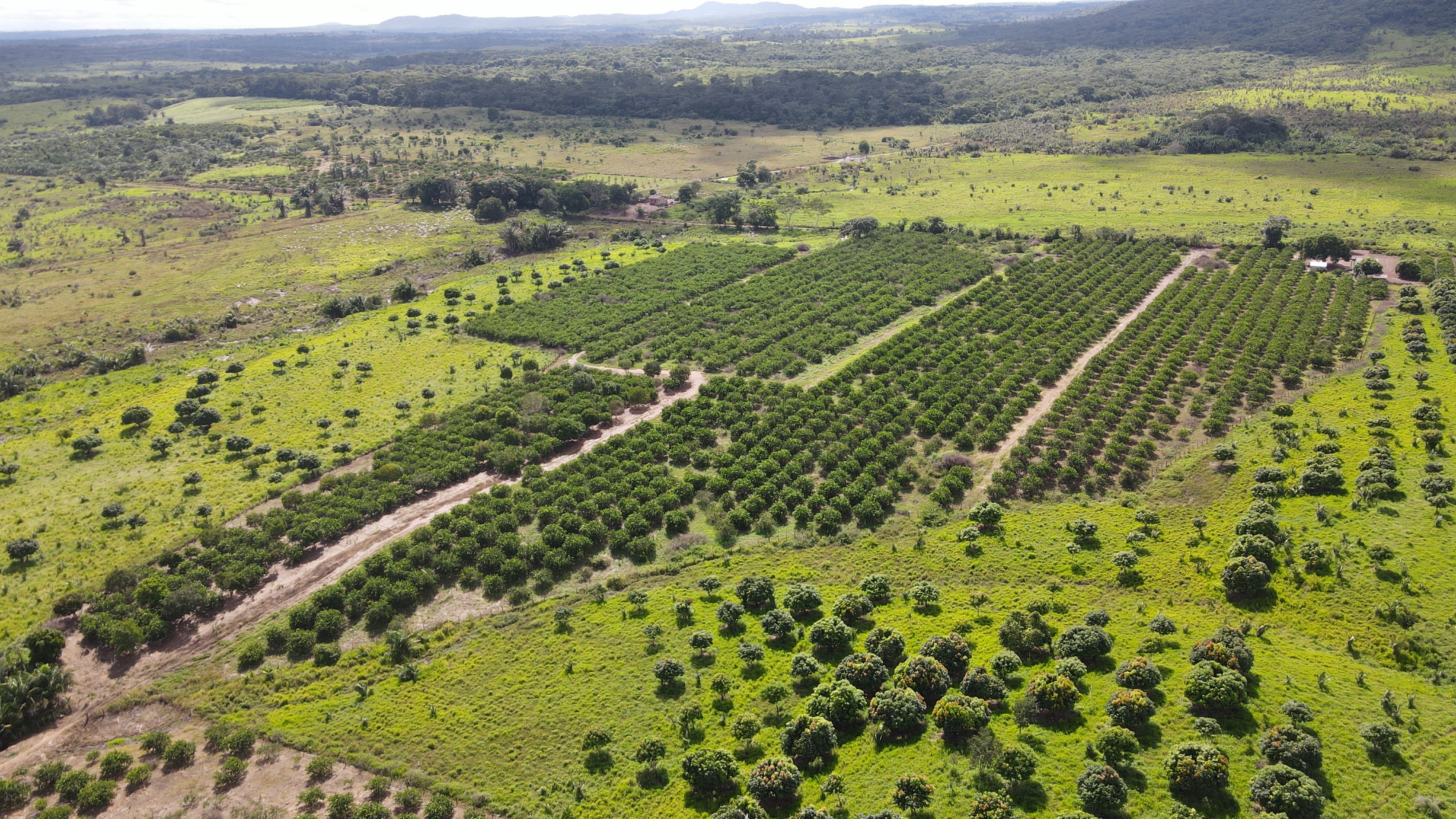 Plantio Comercial de Limão Taiti
